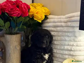 Bernedoodle dogs 1 left mini medium bernedoodle puppies for sale - Advert 4