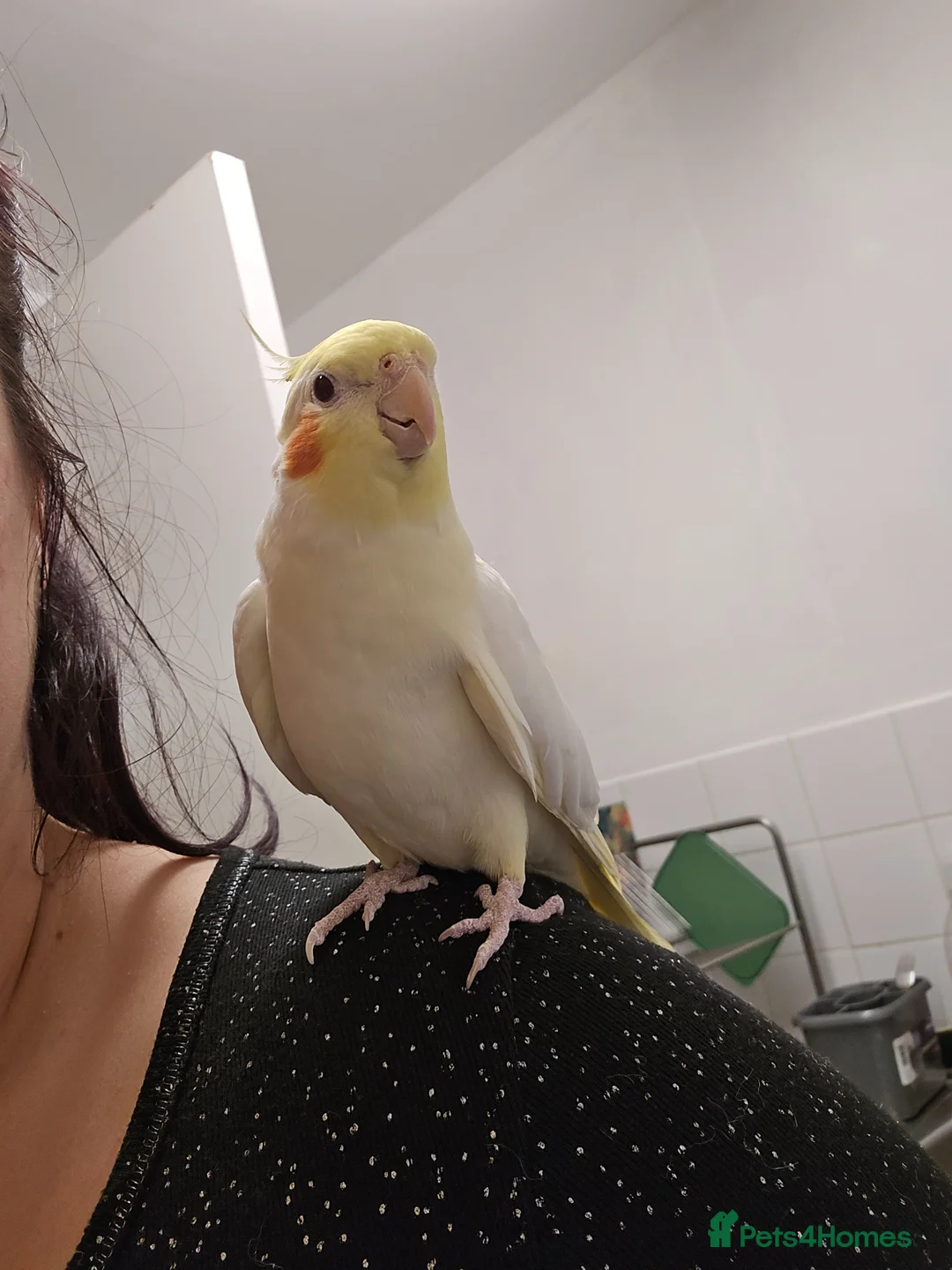 Cockatiels birds for sale: Cockatiel for sale  - Advert 1