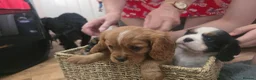 Cavalier King Charles Spaniel dogs for sale: 2 Beautiful health tested CKC Spaniels available - Advert 16