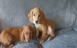 Cocker Spaniel dogs for sale: Beautiful health checked cocker spaniel puppies - Image 3