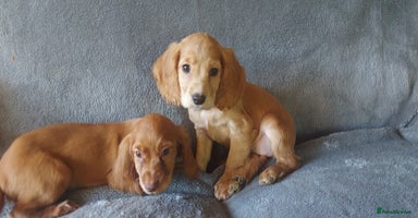 Cocker Spaniel dogs - Advert 5