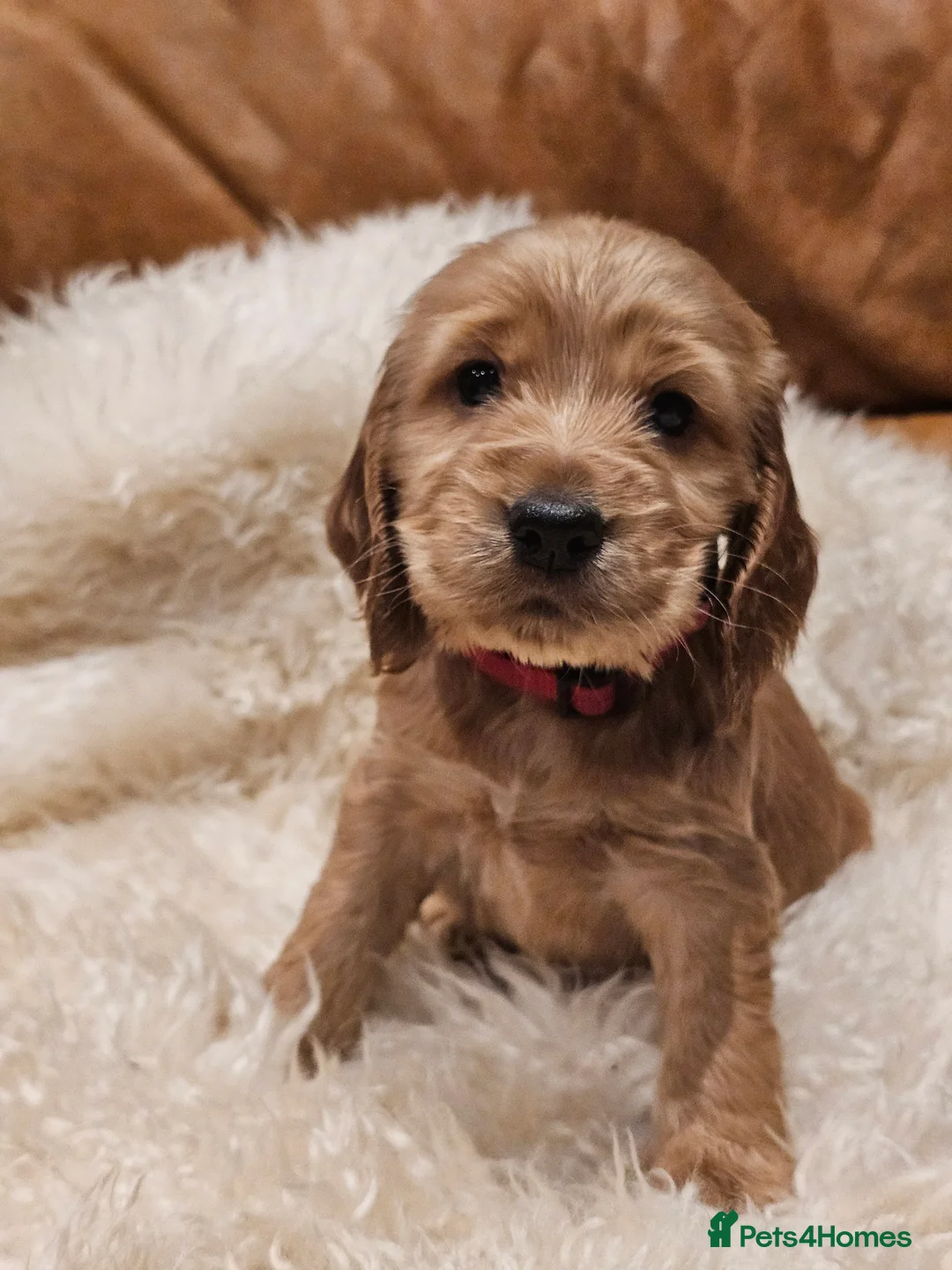 Cocker Spaniel dogs for sale: 5* Show Type Cocker Spaniels Villaspaniol Lines - Advert 37