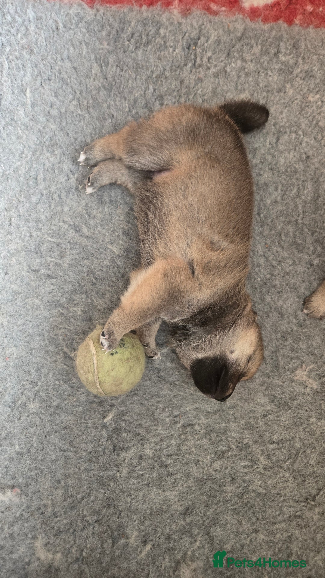 Japanese Shiba Inu dogs for sale: 4 Stunning sesame shibas pups ❤️ - Image 5