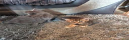 Mixed Breed cats for sale: Kittens  - Advert 16