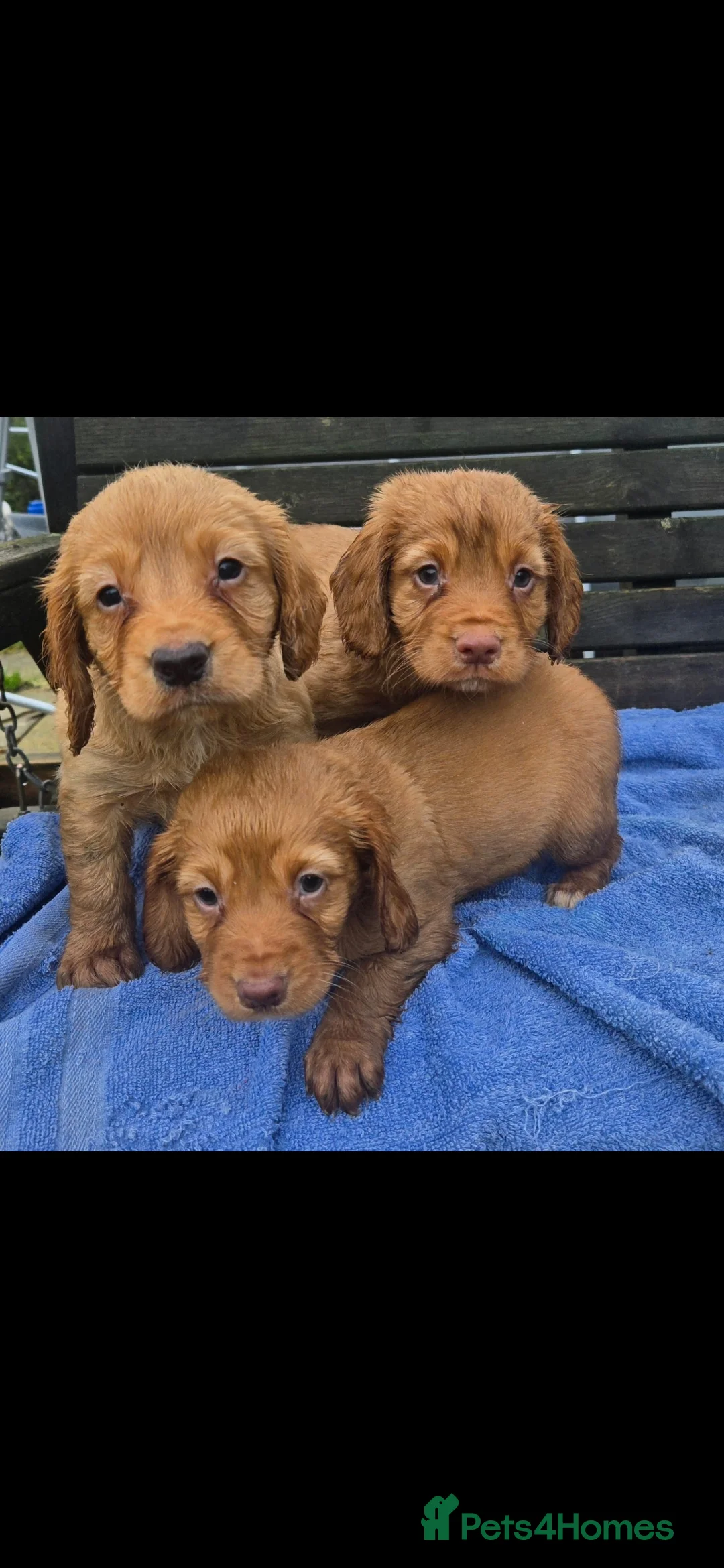 Cocker Spaniel dogs for sale: Cocker spaniel pups  - Advert 2