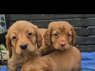 Cocker Spaniel dogs Cocker spaniel pups - Advert 3