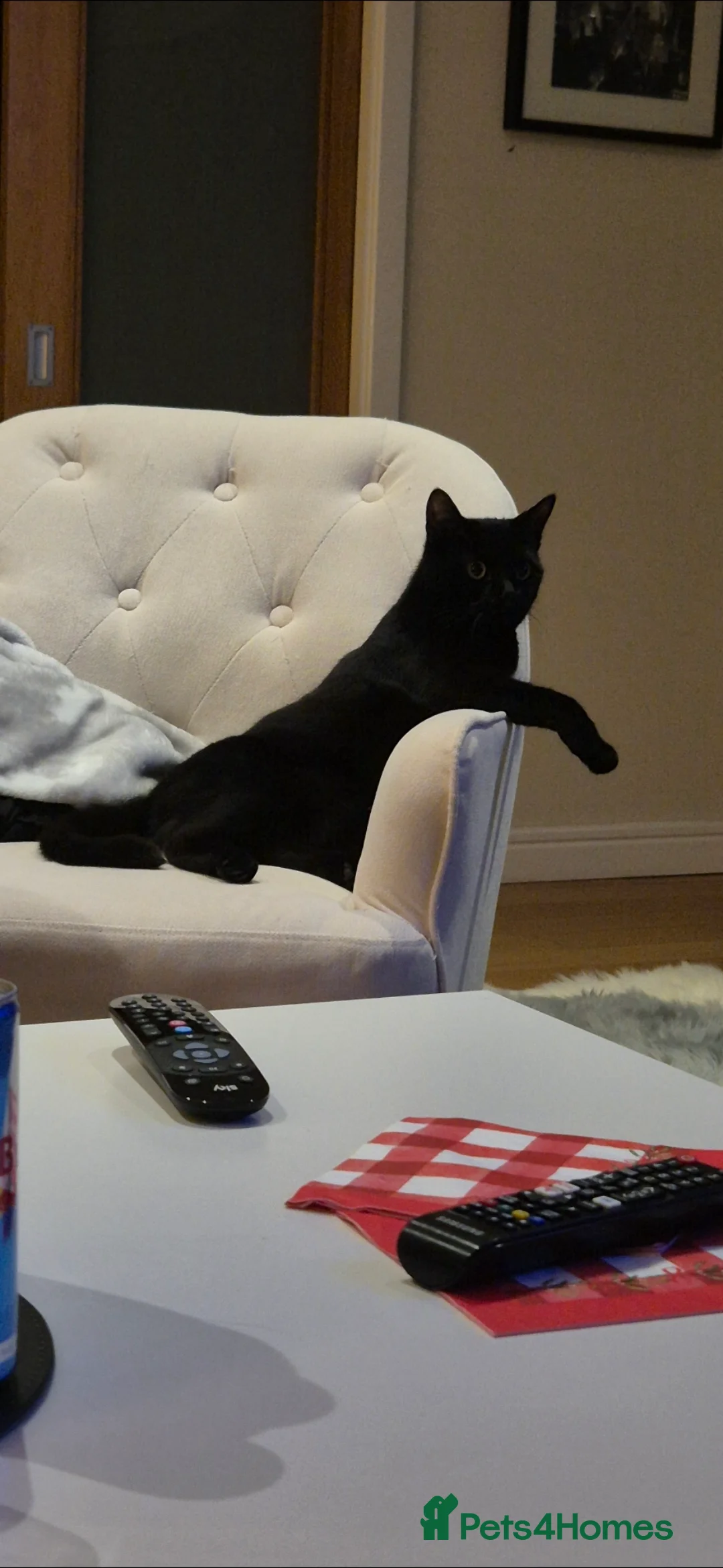 British Shorthair cats for sale: Black Domestic Shorthair - 1 1/2yrs in Walsall - Advert 4