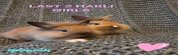 Lionhead rabbits for sale: Very tame 8wk girls 🩷🩷lion head baby bunnies  - Advert 7