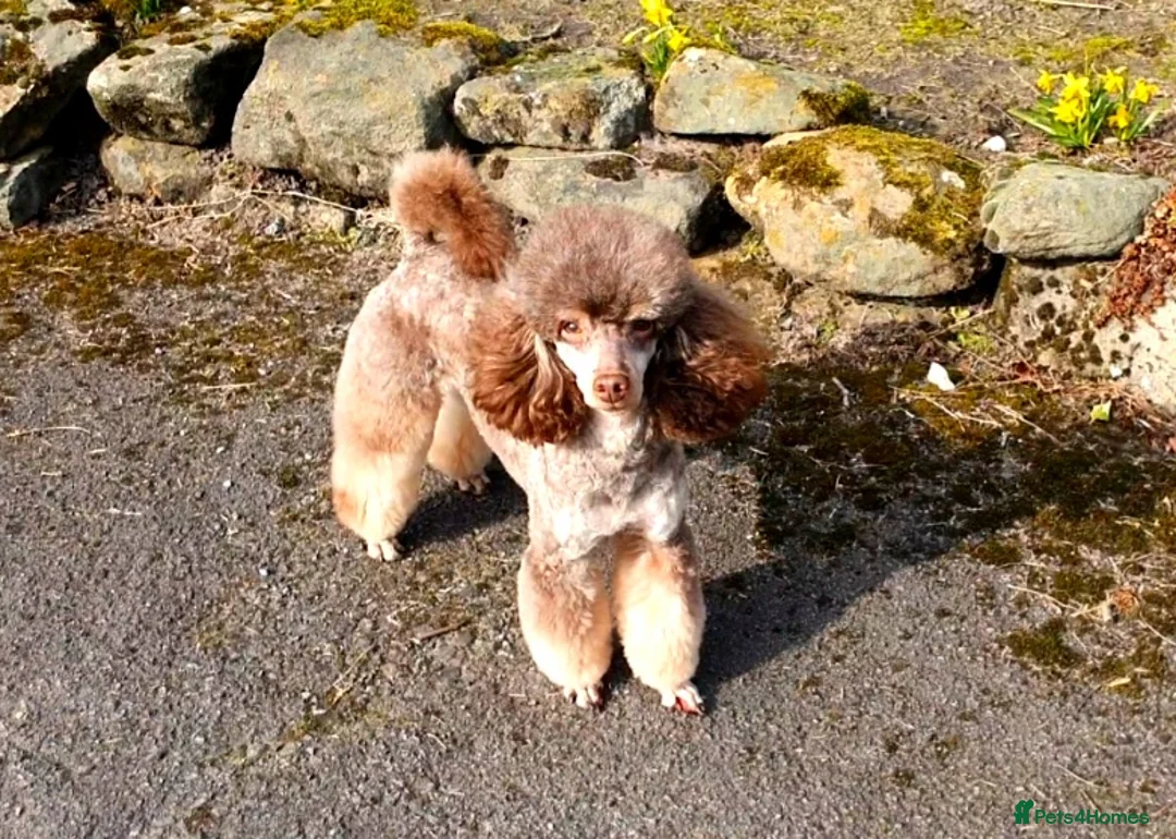Poodle dogs for stud: HEALTH TESTED CHOCOLATE PHANTOM POODLE STUD in Todmorden - Advert 8