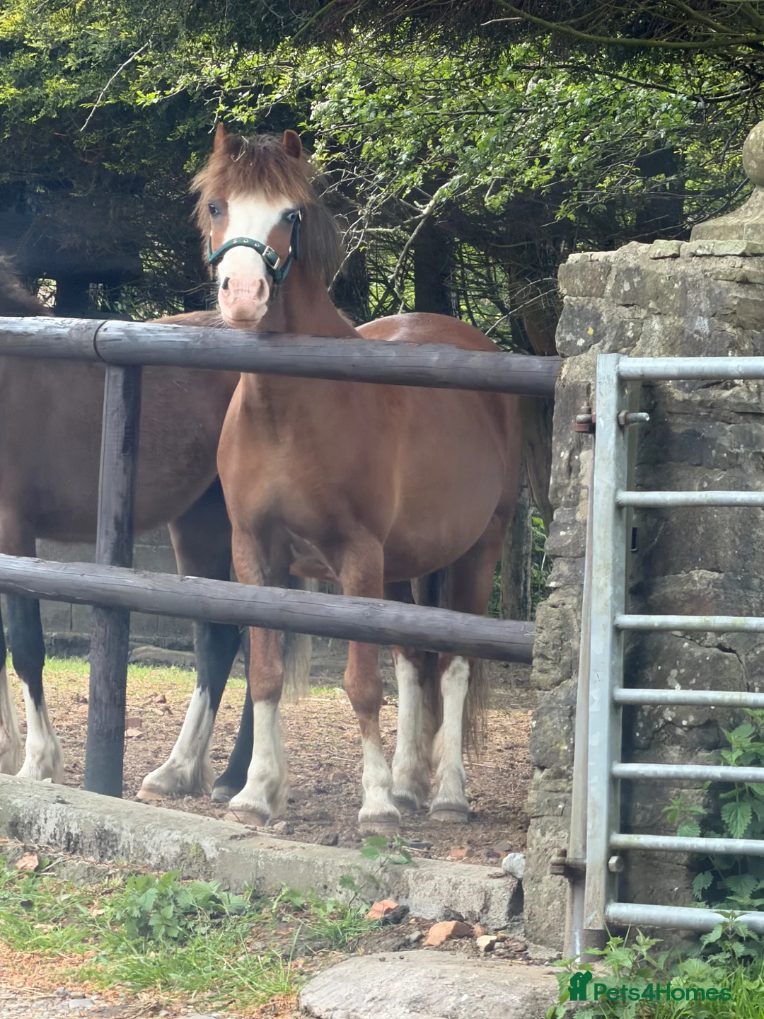 Welsh Section A horses for sale: Little pops -looking for a new best friend  - Advert 1