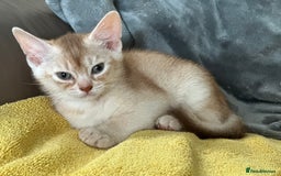 Abyssinian cats for sale: Ready to go TODAY! Delivery ✅ Neutered ✅ - Image 9