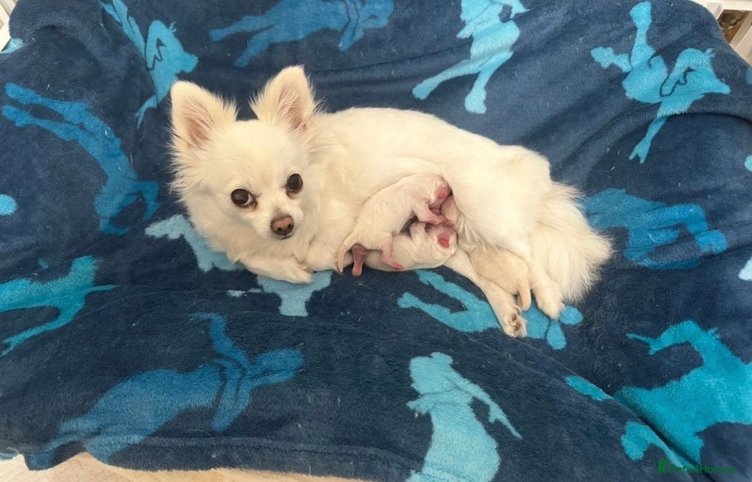 Chihuahua dogs for sale: Small Beautiful Chihuahua Puppies  - Image 11