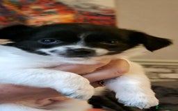 Chihuahua dogs for stud: Stud long haired white Chihuahua  in Coatbridge - Image 34