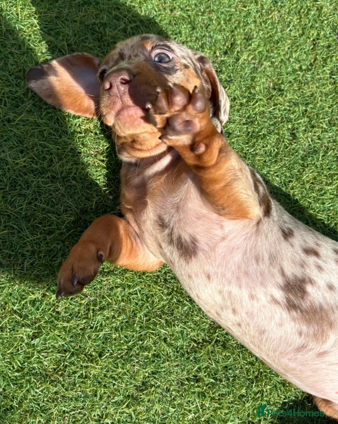 Miniature Dachshund dogs DAPPLE GIRL MINIATURE DACHSHUND - Advert 2