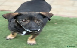 Mixed Breed dogs for adoption: Cute little Twix needs LoVE - Image 1