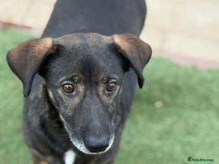 Mixed Breed dogs Cute little Twix needs LoVE - Advert 6