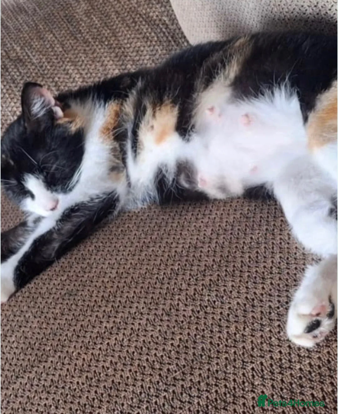 Mixed Breed cats for adoption: Rescue cat, beautiful Calico - Advert 1