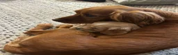 Cocker Spaniel dogs for sale: Working cocker spaniel  - Advert 8