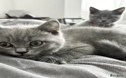 Brazilian Shorthair cats for sale: British short hair kittens  - Image 2