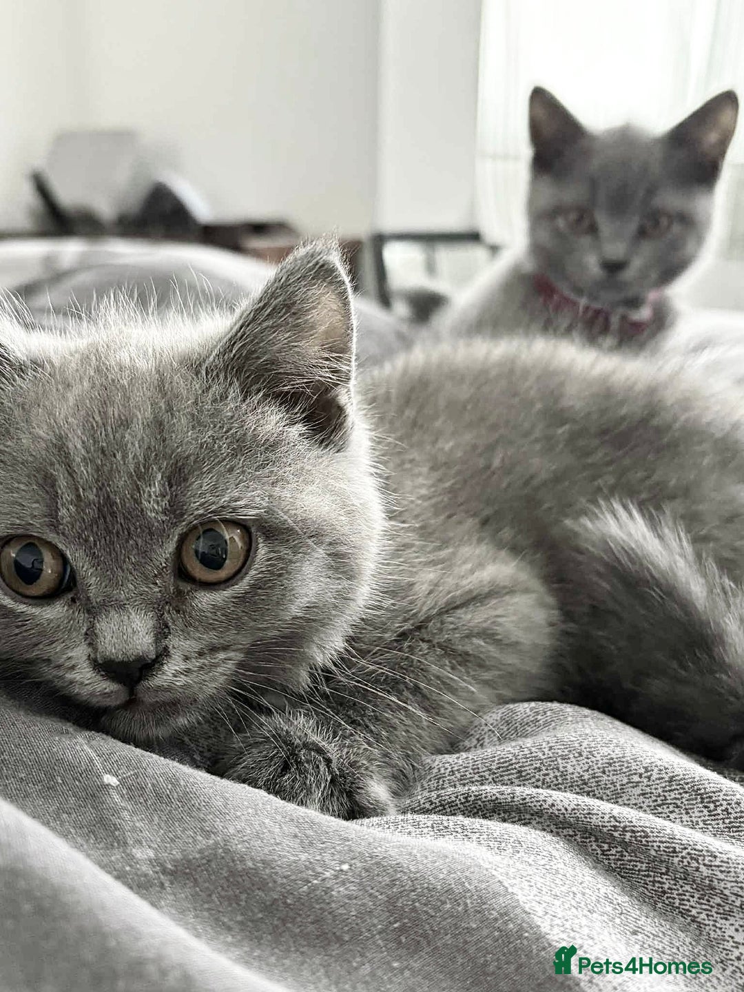 Brazilian Shorthair cats for sale: British short hair kittens  - Image 2