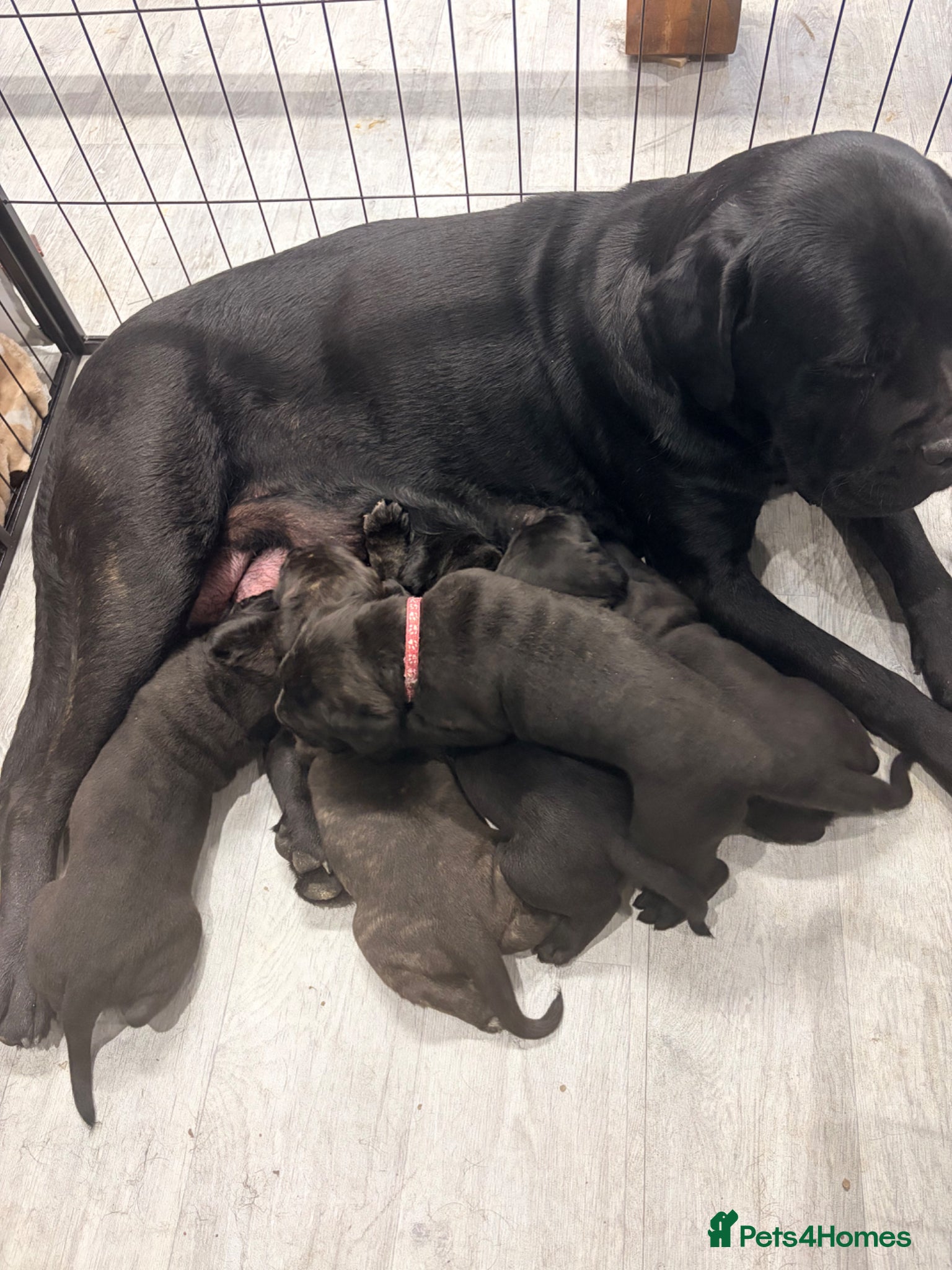 Cane Corso dogs Cane Corso puppy’s  - Advert 2