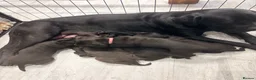 Cane Corso dogs for sale: Cane Corso puppy’s  - Advert 18