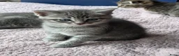 Scottish Fold cats for sale: *READY SOON* Beautiful Grey Scottish Fold Kittens - Advert 19
