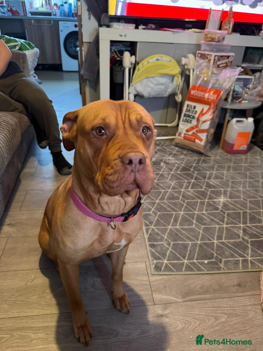 Mixed Breed dogs for sale: Sandy - Advert 6