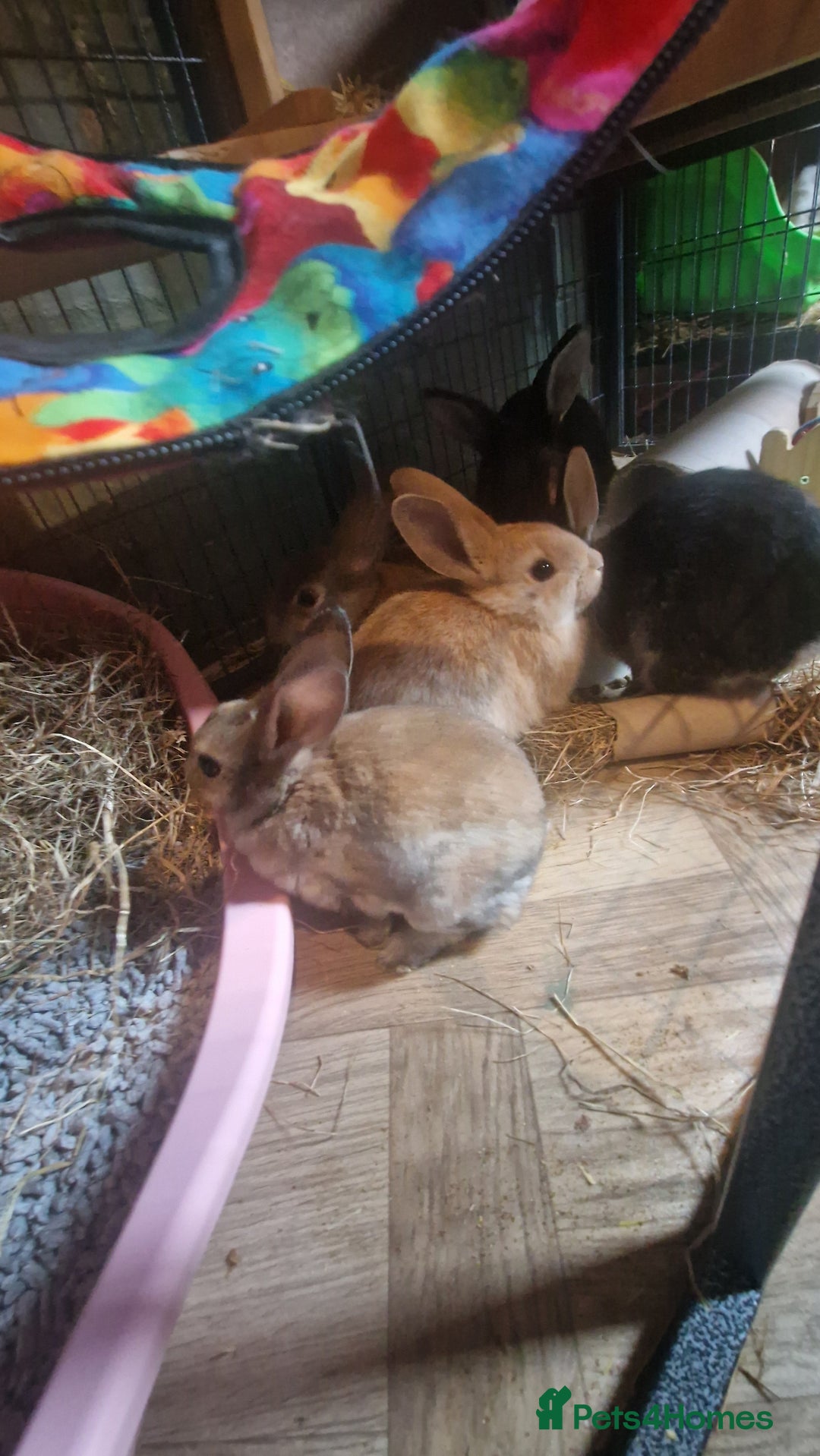 Rex rabbits for sale: Mini rex ready to leave now!! - Image 17