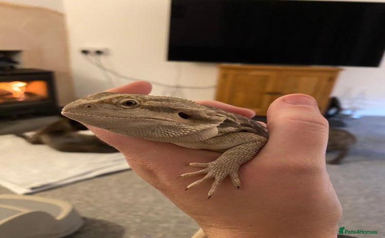 Bearded Dragon reptiles - Advert 7