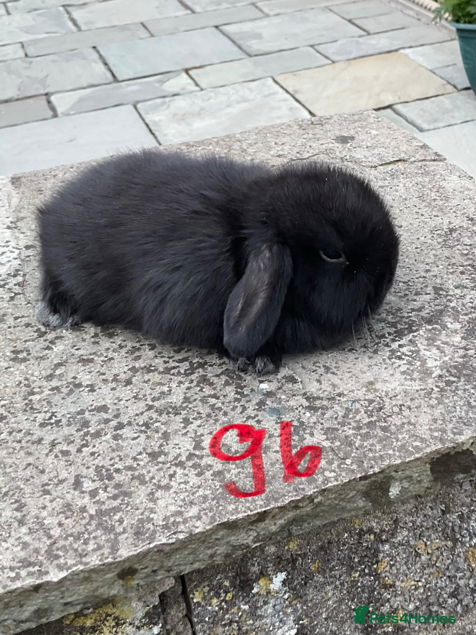 Mini Lop rabbits Pure bred mini lops baby rabbits   - Advert 2