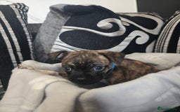 Mixed Breed dogs for sale: Puppy chugs 4 boys  - Image 17