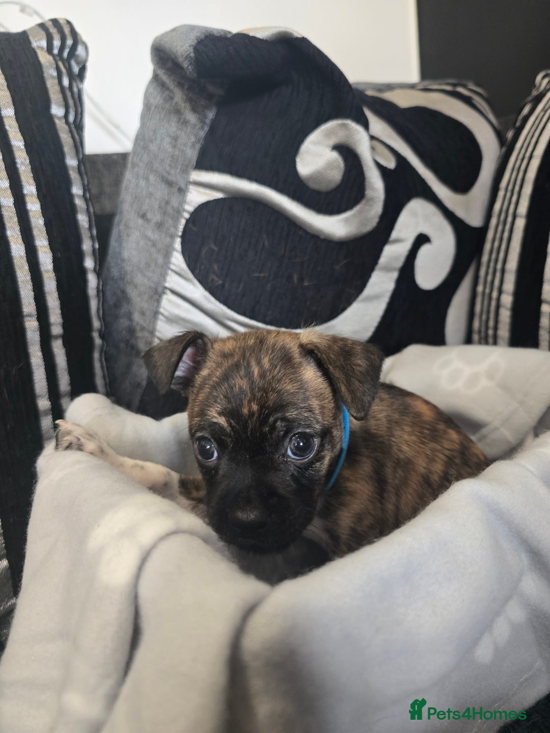 Mixed Breed dogs for sale: Puppy chugs 4 boys  - Image 17
