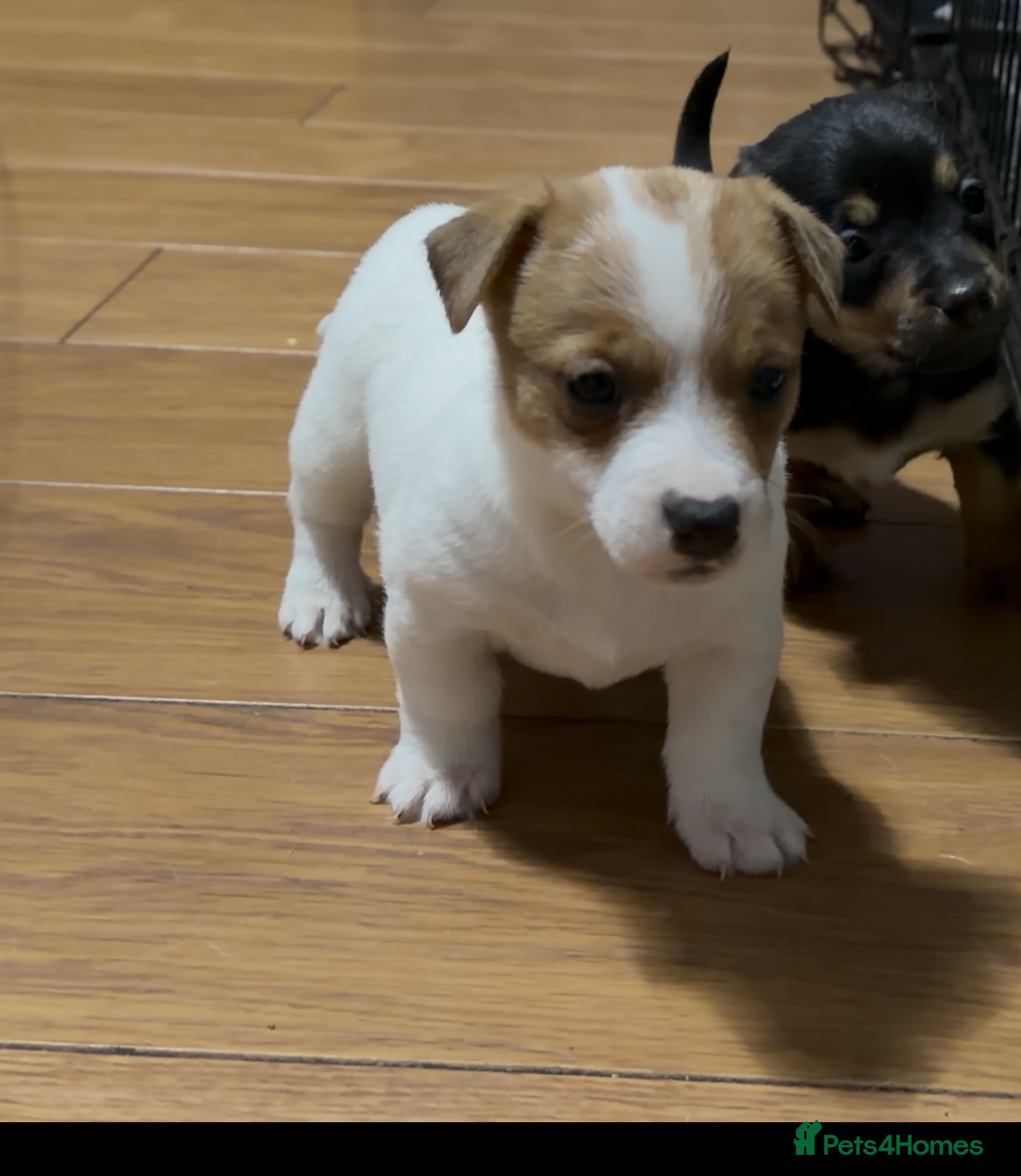 Jack Russell dogs Stunning miniature short haired jack Russell pups - Advert 8