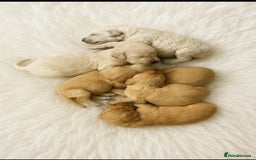 Goldendoodle dogs for sale: Beautiful Goldendoodle pups for sale  - Advert 12