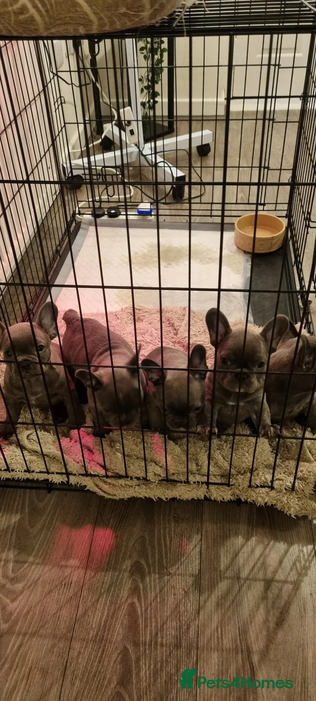 French Bulldog dogs for sale: Adorable  - Advert 10