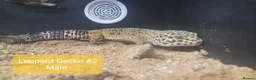 Gecko reptiles for sale:  Different Species of Geckos in Store - Advert 4