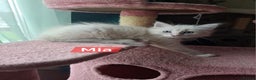 Mixed Breed cats for sale: Balineses x maine coon x Ragdoll  Kittens 💜 - Advert 2