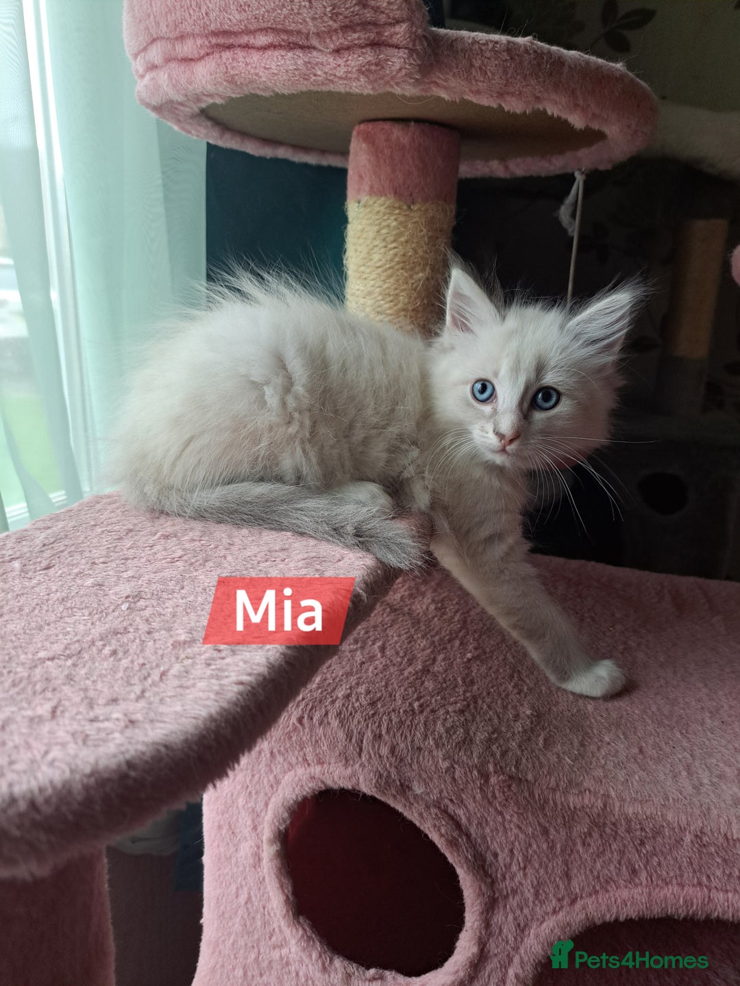 Mixed Breed cats for sale: Balineses x maine coon x Ragdoll  Kittens 💜 - Advert 2