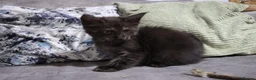 Maine Coon cats for sale: beautiful Maine coon kittens (2 poly) - Advert 7