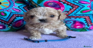 Maltipoo dogs - Advert 2