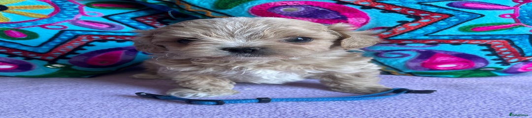 Maltipoo Puppy 5