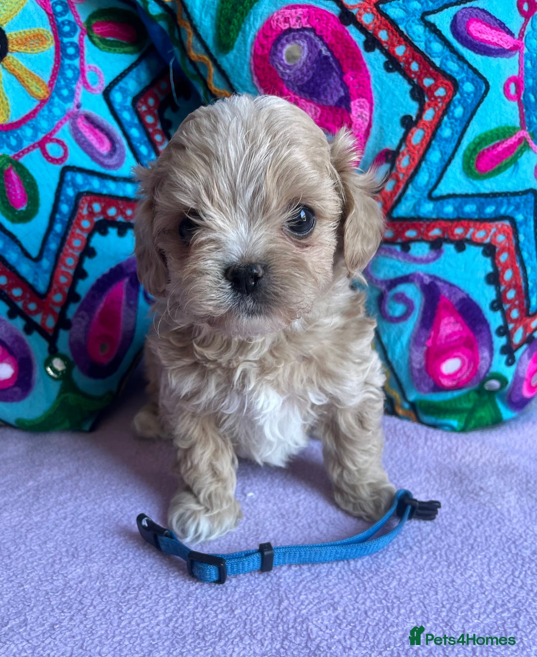 Maltipoo dogs for sale: Stunning Malticavapoo puppies NORTH STAFFORDSHIRE - Image 12