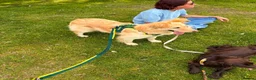 Mixed Breed dogs for adoption: Bubi! - Advert 3
