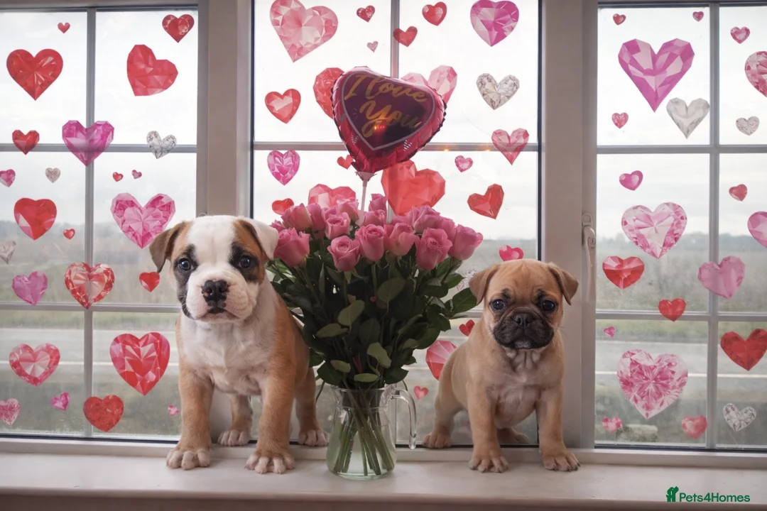 English Bulldog dogs for sale: BARBIEBULLS BULLDOGS - Advert 2