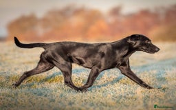 Labrador Retriever dogs for sale: Equal parts adventure and sofa buddies (Labradors) - Image 22