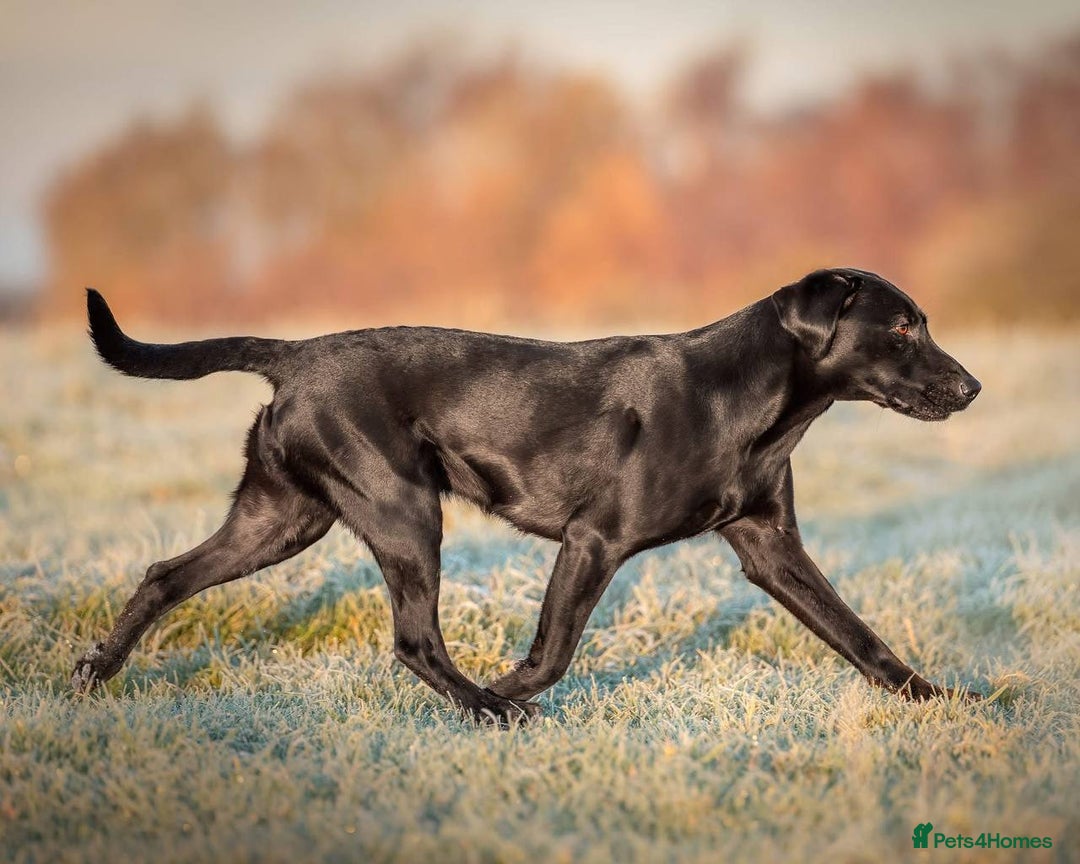 Labrador Retriever dogs for sale: Equal parts adventure and sofa buddies (Labradors) - Image 22