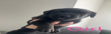 Mixed Breed Puppy 7