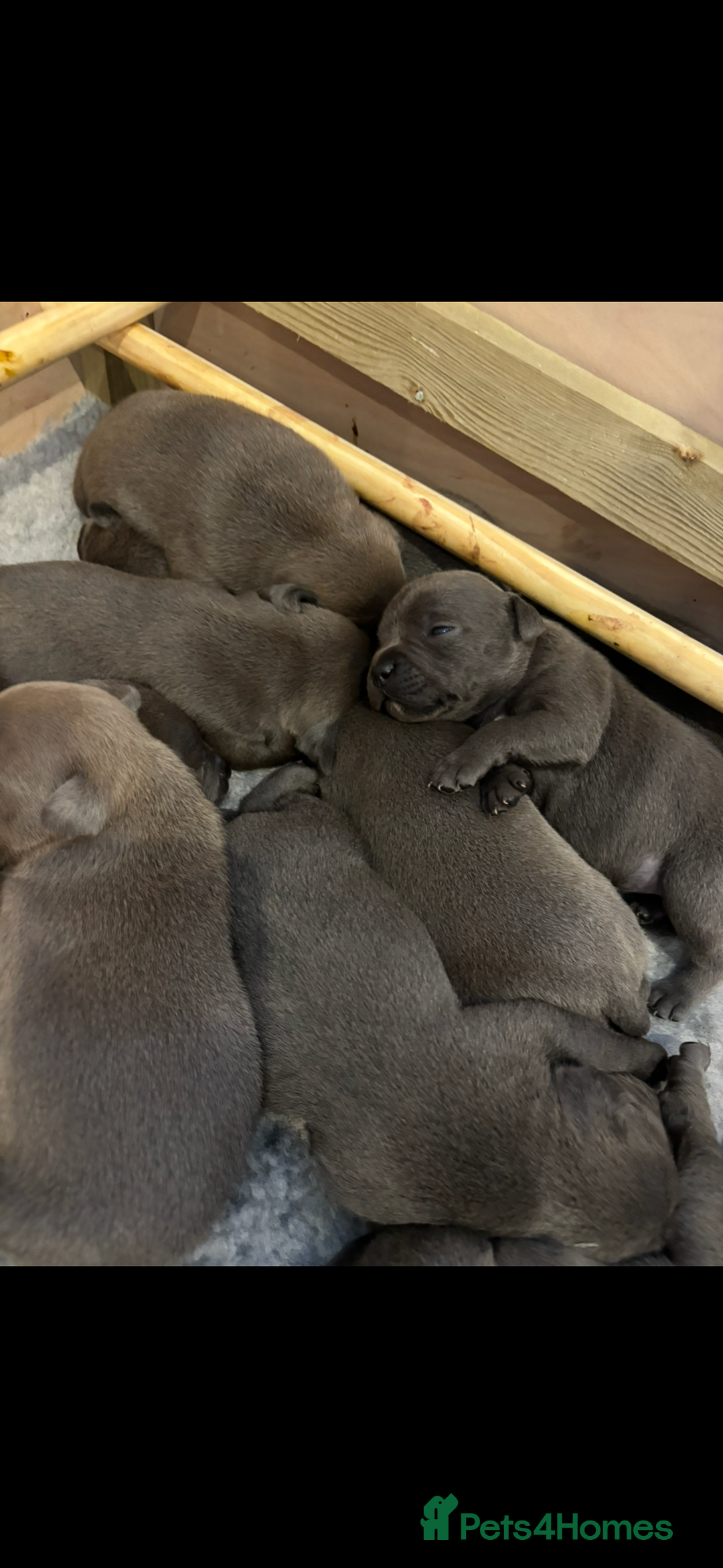 Staffordshire Bull Terrier dogs for sale: 10 Blue BULLSCAFF Staffordshire bull terriers  - Advert 4