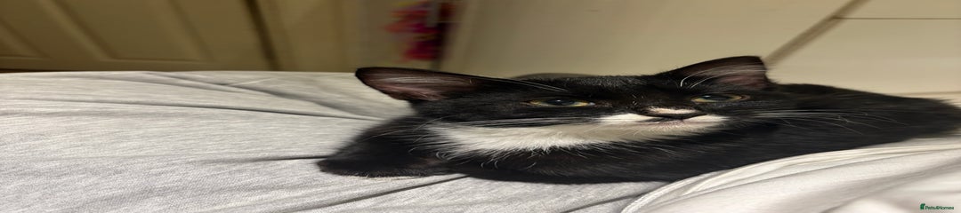 Fifi 